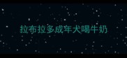 拉布拉多成年犬喝牛奶