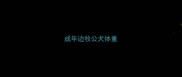 成年边牧公犬体重