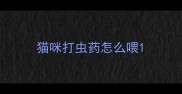 猫咪打虫药怎么喂