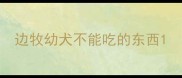 边牧幼犬不能吃的东西