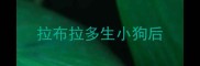 拉布拉多生小狗后