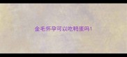 金毛怀孕可以吃鸭蛋吗