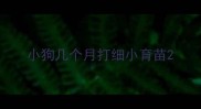 小狗几个月打细小育苗