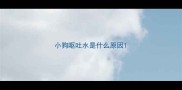 小狗呕吐水是什么原因