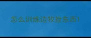 怎么训练边牧捡东西