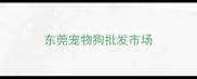 东莞宠物狗批发市场