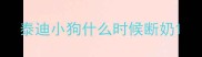 泰迪小狗什么时候断奶