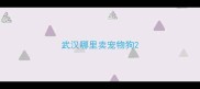 武汉哪里卖宠物狗