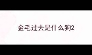 金毛过去是什么狗