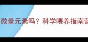 边境牧羊犬必须补充微量元素吗科学喂养指南营养需求与补充方案