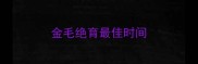 金毛绝育最佳时间