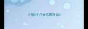 小猫5个月长几颗牙齿