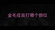 金毛疫苗打哪个部位