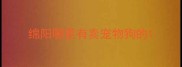绵阳哪里有卖宠物狗的