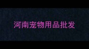 河南宠物用品批发
