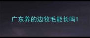广东养的边牧毛能长吗