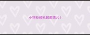 小狗拉稀乳酸菌素片