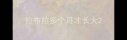 拉布拉多个月才长大