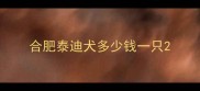 合肥泰迪犬多少钱一只