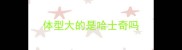 体型大的是哈士奇吗
