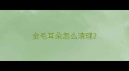金毛耳朵怎么清理