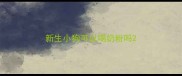 新生小狗可以喝奶粉吗