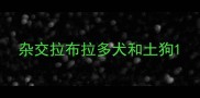 杂交拉布拉多犬和土狗