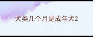犬类几个月是成年犬