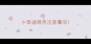 小泰迪喂养注意事项