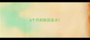 6个月的秋田多大