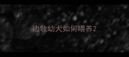 边牧幼犬如何喂养