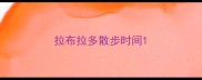 拉布拉多散步时间