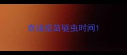 泰迪疫苗驱虫时间