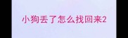 小狗丢了怎么找回来