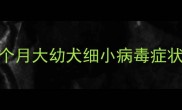 紧急处理指南两个月大幼犬细小病毒症状识别与救治全攻略