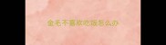 金毛不喜欢吃饭怎么办