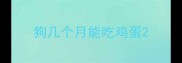 狗几个月能吃鸡蛋