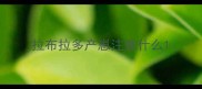 拉布拉多产崽注意什么