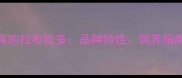 中国本土培育的拉布拉多品种特性饲养指南与选购攻略