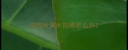 边牧吐黄水拉稀怎么办