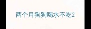 两个月狗狗喝水不吃