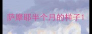 萨摩耶半个月的样子