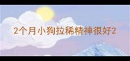 2个月小狗拉稀精神很好