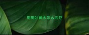 狗狗吐黄水怎么治疗