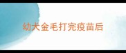 幼犬金毛打完疫苗后