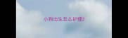 小狗出生怎么护理