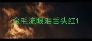 金毛流眼泪舌头红