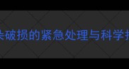 猫咪耳朵破损的紧急处理与科学护理指南
