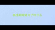 泰迪狗狗做月子吃什么