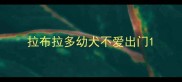 拉布拉多幼犬不爱出门